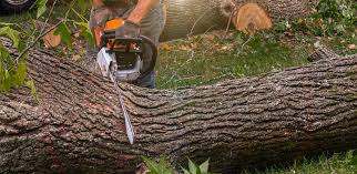 Best Firewood Processing and Delivery  in Blountsville, AL